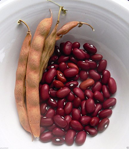 10 Organic Bean, Hopi Red pole Kidney Beans. Organically Grown Heirloom Seeds ! von Generic