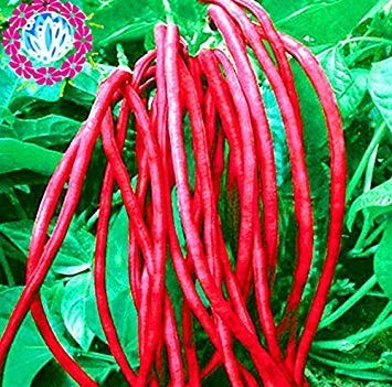 10 Pcs Chinese Red Noodle Bean Purplr Vigna Cowpea von Generic