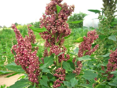 100 Organic COCOA CHERRY QUINOA Grain Chenopodium Quinoa Red & Brown Seeds von Generic