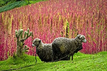 100 Organic RED HEAD QUINOA Grain Chenopodium Quinoa Pink & Red - White Seeds:Seeds von Generic