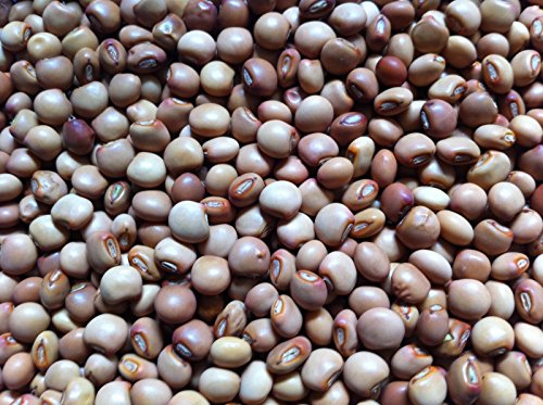 100 PEA PIGEON, noto come/SEMI Gandules/Jamaican Gungo/Congo Peas- HEIRLOOM von Generic