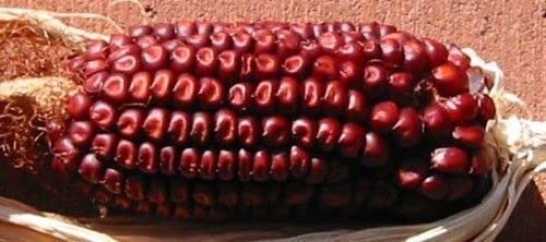 30 SEMI DI GRANOTURCO ROSSO " RED CORN" von Generic