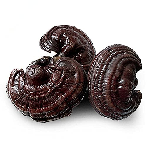 500g Guter Ganoderma Lucidum Kräutertee China Original Dufttee Früchtetee Natürlicher Bio-Blumentee Grünes Essen ohne Zusatzstoffe Kräutertee von Generic