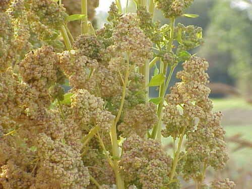 60 graines de QUINOA à semer (Chenopodium Quinoa) G844 SEEDS SAMEN SEMILLAS SEMI von Generic