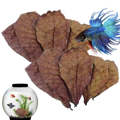 Aquarium-Catappa-Blätter - Betta Garnelenblätter | Catappa indische Mandelblätter, PH Balance Wasseraufbereiter Aquarien, Schildkrötenbecken und Aquarien, Nestzubehör für Schlangen, Eidechsen, Frösche von Generic