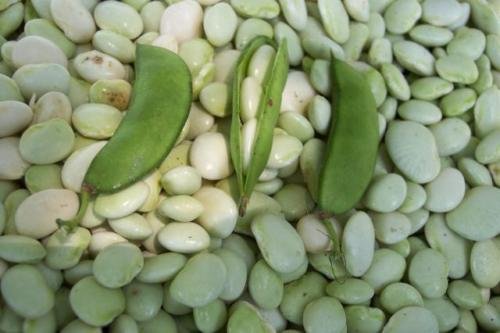 Bianco Burro Dixie Pea Polo Fagiolo di Lima Heirloom Non-GMO fagioli di verdure 25 semi von Generic