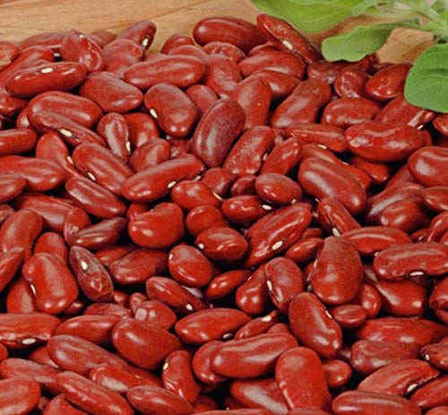 Red Bean"Kreacja" - Very Productive Variety - Seeds von Generic