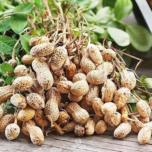 Selective peanuts for growing 30 PCS fresh seeds of peanuts, Arachis hypogaea seeds von Generic