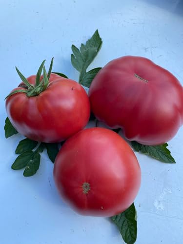 Tomate Schlesische Himbeere 10 Samen von Generic