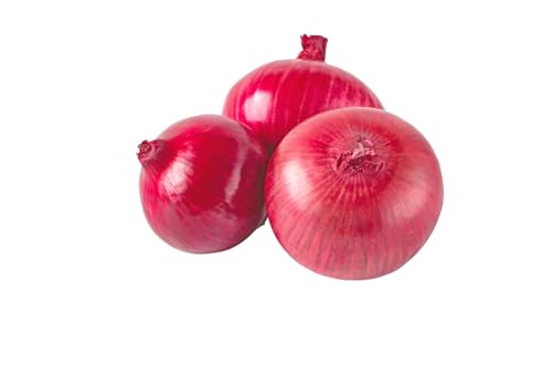 1000 Samen Rote Zwiebeln Red Savonese Garten Gemüse Zwiebel Onion von Generisch