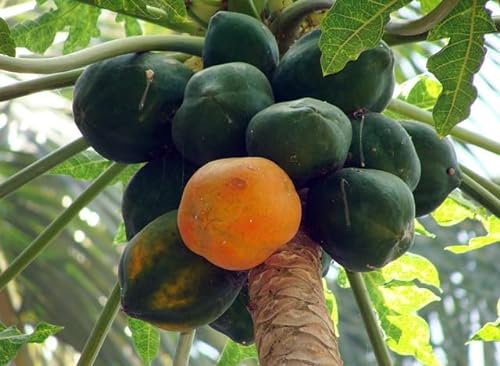 Frische Papaya von Generisch
