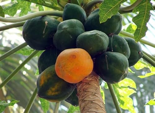 Frische Papaya von Generisch