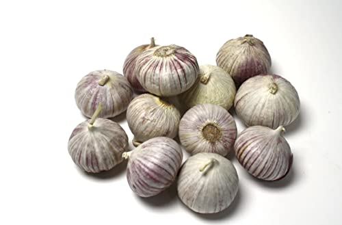 Knoblauch Solo von Generisch