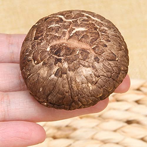 Original natürlicher loser Kräutertee – getrockneter Shiitake chinesischer Duft grünes Bio-Lebensmittel ohne Zusatzstoffe mit intensivem Geschmack einzeln verpackt zum Aufbewahren (100g) von Generisch