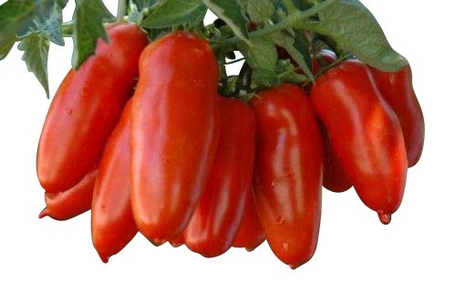 Tomate San Marzano Scatolone 10 Samen von Generisch