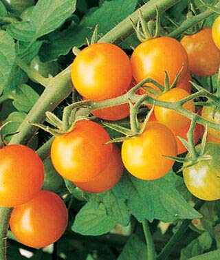 Genipap 10 Sungold Tomatengemüsesamen von Genipap