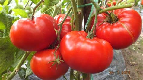 Genipap 25 Gemüsesamen mit roten Tomaten von Genipap