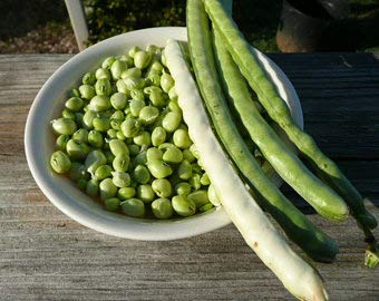 Genipap 5 SELTENE Pflanzensamen aus EUPHORBIA PUNICEA von Genipap