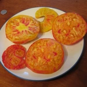 Tomate 'Flame' 20 Seeds, Fleischtomate, ertragreich und robust,300 g Früchte von Grow Your Secret Garden