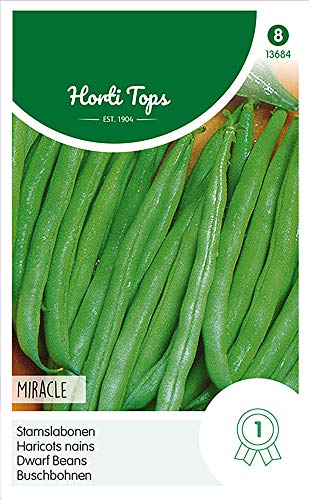 Hortitops 13684 Buschbohnen Miracle (250 g) (Buschbohnensamen) von Hortitops