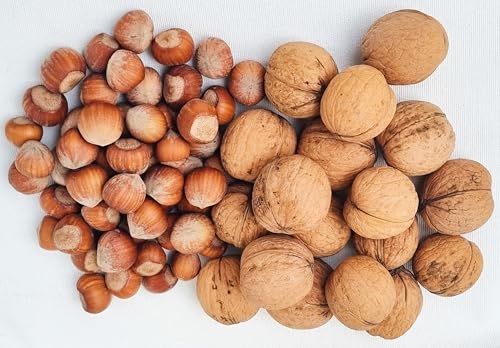 IGART Haselnüsse + Walnüsse in der Schale | Edelsorte Milotai | Hohe Qualität | Schmackhaft Leicht zu Schälen | Hazelnuts | Walnuts | Eco-Qualität | Ernte 2024 | Nüsse Großpackung (1kg+1kg) von Igart