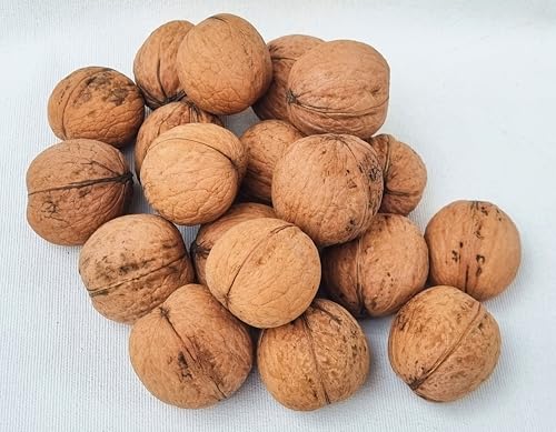 IGART Walnüsse in der Schale 2kg | Edelsorte Milotai | Hohe Qualität | Schmackhaft Leicht zu Schälen | Hazelnuts | Walnuts | Eco-Qualität | Ernte 2024 von Igart