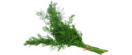 Dill (Bund) von Italien