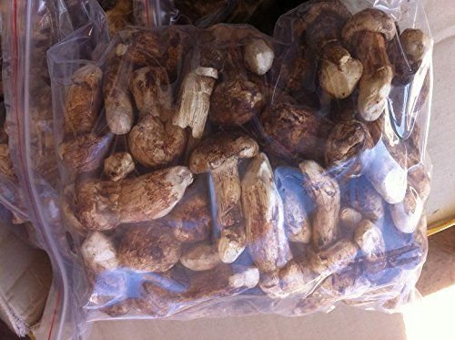 10 oz (284 gramm) Freeze Getrocknete matsutake ganze Pilz Premium Grade von Yunnan China 中国云南 von JOHNLEEMUSHROOM RESELLER