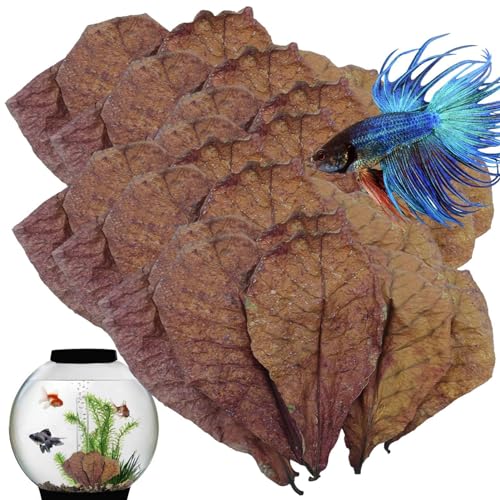 Mandelblätter Für Das Aquarium - Indisches Mandelblätter-Aquarium | 10 Stück Blattgarnelen Betta Fischaquarium | Ph Down Aquarium Ketapang Blätter Zur Zucht, Aquariumwasser von Joberio