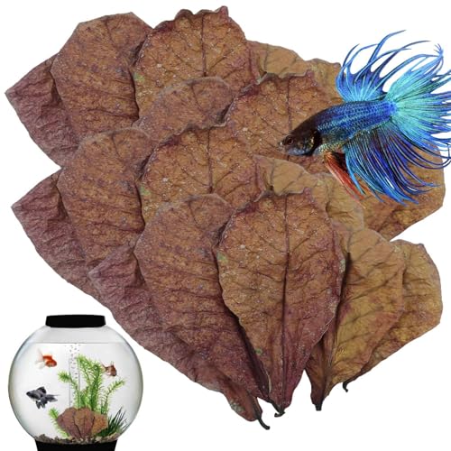 Mandelblätter Für Das Aquarium - Indisches Mandelblätter-Aquarium | 20 Stück Blattgarnelen Betta Fischaquarium | Ph Down Aquarium Ketapang Blätter Zur Zucht, Aquariumwasser von Joberio