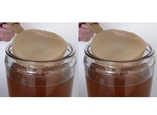 Packung 2X Kombucha Pilz / Scoby + Anleitung + Rezepte + Hilfe und Beratung in Deutsch - KEFIRALIA® von KEFIRALIA