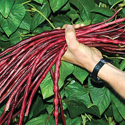 10+ Seeds: cinese Red Noodle lungo semi del fagiolo capsule di semi congelati von Ketsicart