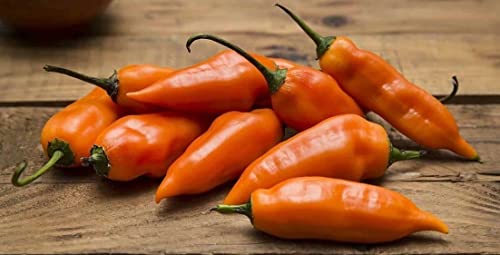 10 Graines de piment Aji Amarillo Péruvien Pepper Seeds von Ketsicart