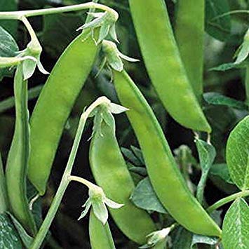 : 100 - Beans: Norli Sugar Pod Pea Seeds - A True French Green mangetout Very Delicious! von Ketsicart