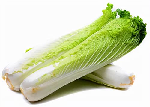 100 Graines de chou chinois Tianjin QingMaye Green Maye Chinese cabbage seeds von Ketsicart