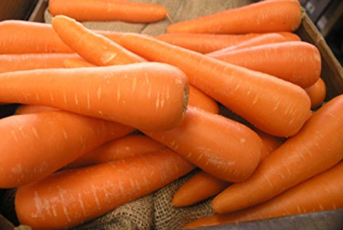 100 Organic"Chantenay" semi di carota ~ Deep Red colorato Nucleo ~ culinarie von Ketsicart