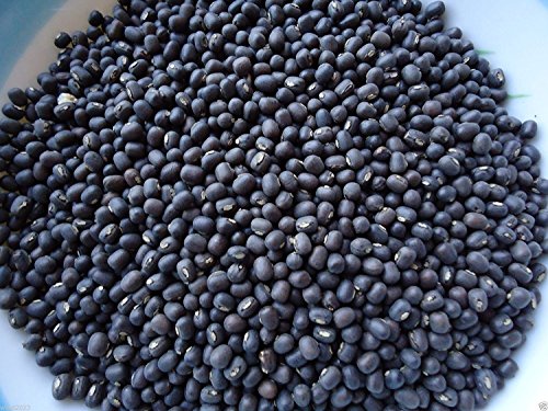 100 seeds - Nero fagioli mung, (Vigna mungo) per crescereal, non-trattata cavolo, o food biologica von Ketsicart