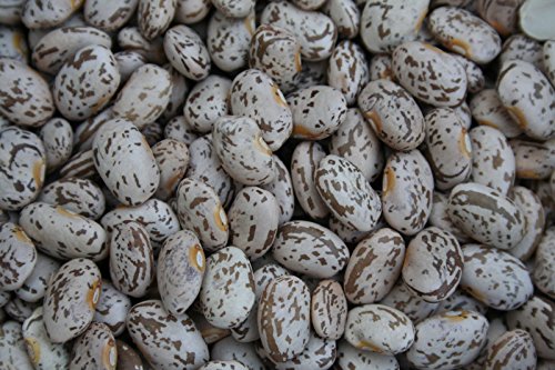 100 semi Pinto fagioli fagiolo Shell 95 giorni:Seeds von Ketsicart