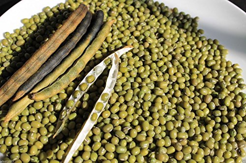 100 semi organici fagioli mung (verde) conosciuta anche come Chori, per Spouting, cibo o la coltivazione von Ketsicart