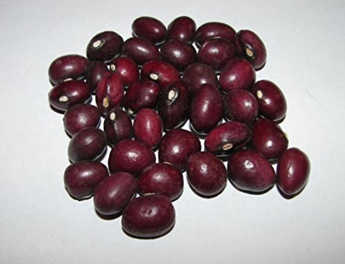 20 Certified Organic "True Red Cranberry" Pole Bean Seeds ~Vine von Ketsicart