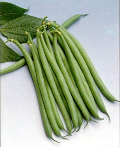 20 Seeds Haricot Verts Petite Filet- Green Bean von Ketsicart