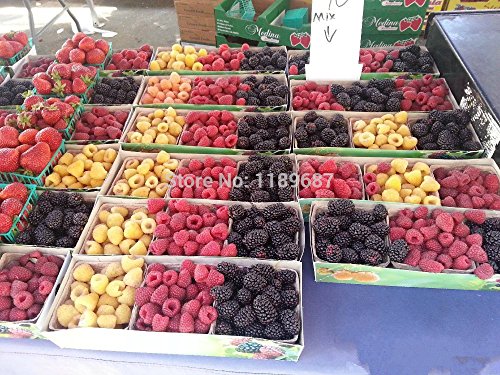 200/bag Raspberry Seed colori misti Seeds Super Big Lampone frutta per vasi da fiori fioriere von Ketsicart