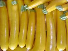 25 Golden Zucchini Zucchino Summer 2017 (all non-ogm seeds of the vegetable memorabilia!) von Ketsicart