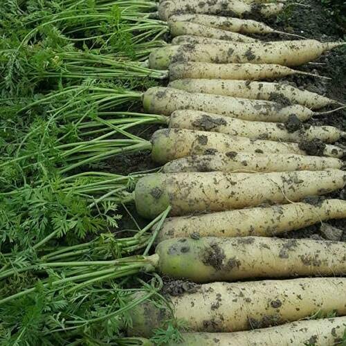 30 seeds of Carrot White - DAUCUS CAROTA:Seeds von Ketsicart