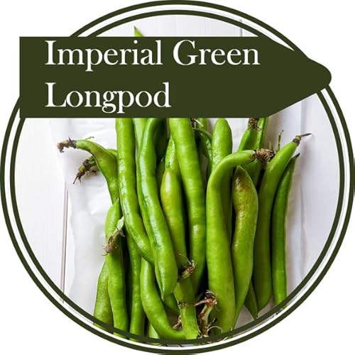 40 Seeds Broad Beans Imperial Green Longpod. A Superior Longer podded Type of Bean with Excellent Flavour. Great for Freezing von Ketsicart