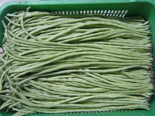 5 g (about 30 Yard Long Green Bean Seeds "Spaghetti" Snake Bean, Chinese long beans, spaghetti bean, bean with an eye. 'Semi fresh - Best Before 12,2017!' von Ketsicart