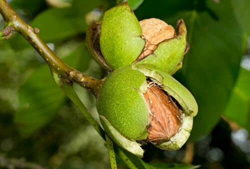 5 seeds of walnut - Junglans Regia von Ketsicart