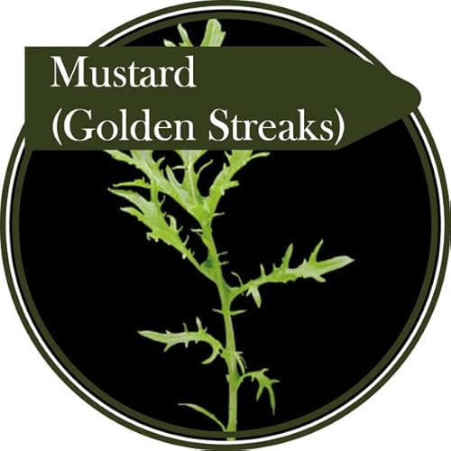 50 0 Seeds Baby Leaf Mustard Golden Streaks. Producing a Finely Cut Leaf with Good Texture. Flavour of 'New Potato Taste' Followed by Sweet Mustard von Ketsicart