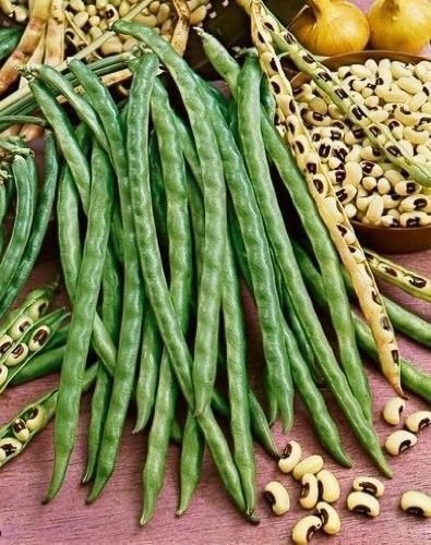 50-100 PEA Black Eye Cowpea Eyed Peas Cow Southern Seeds Fresh Heirloom Bean: Only seeds von Ketsicart