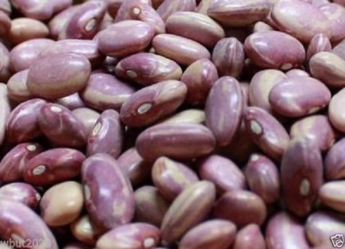 50 Bean Organic, Flor de Mayo Bean. Agricoltura biologica Heirloom Seeds:Seeds von Ketsicart